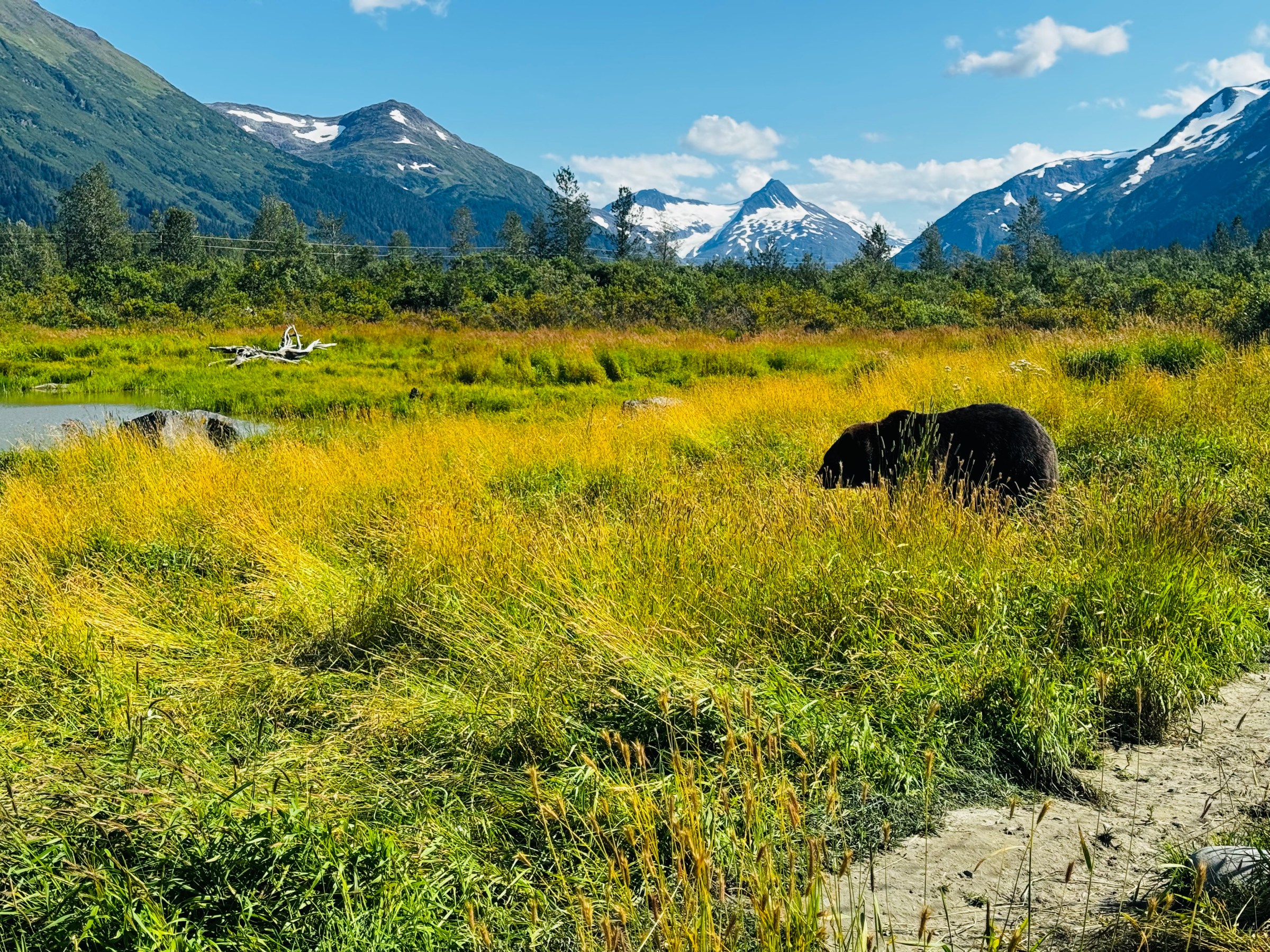 A bear in tall grass with snow-capped mountains in the background under a clear blue sky.