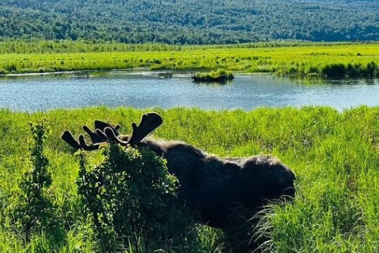 Moose standing in a grassy field by a peaceful lake with a forested hill in the background.